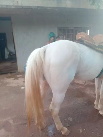 Aveia contaminada mata 13 cavalos no Distrito Federal