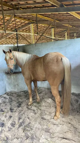 OLX on X: CAVALO 🐎 IIIIIRRAAAA 🤪 DEMAISSSS 😎 QUE ISSO MEU