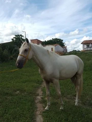 Cavalo mangalarga Machador 