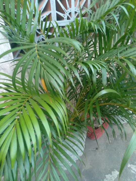 Planta ornamental no vaso 40x30 ou vaso taça  - Foto 3