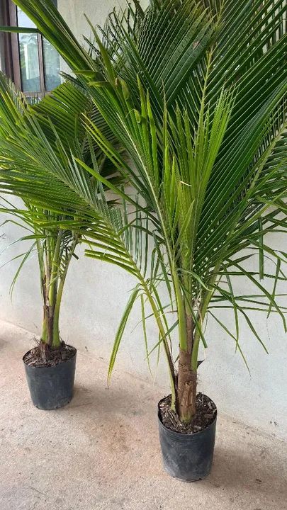 CÔCO ANÃO MUDAS ADULTAS - Foto 3