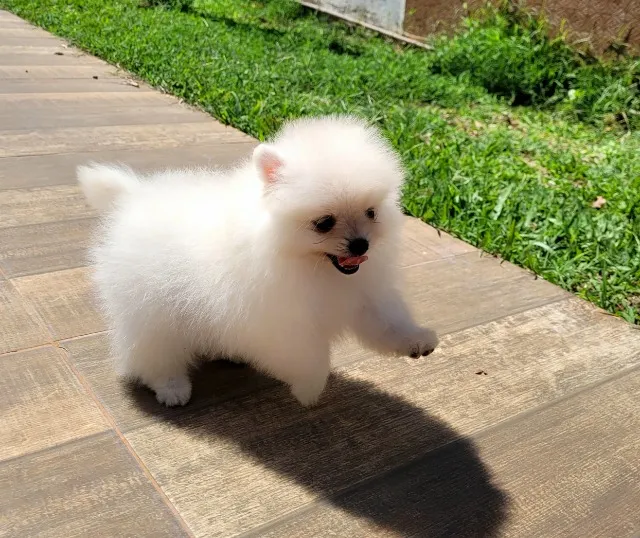 Spitz Alemão - Pedigree CBKC - 10x s juros