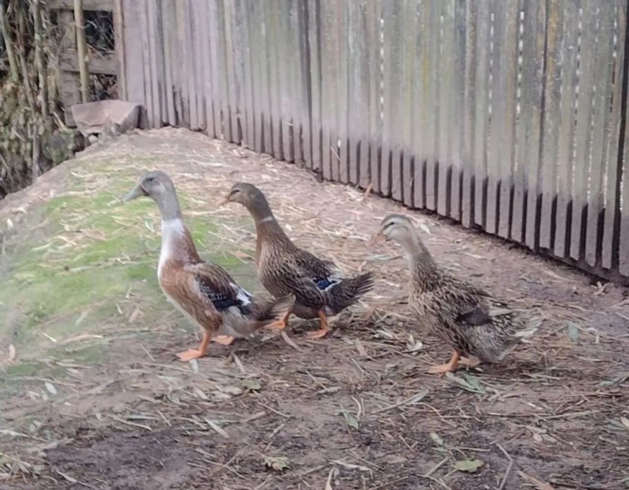  Vende-se Marrecos e Marrecas  - Foto 2