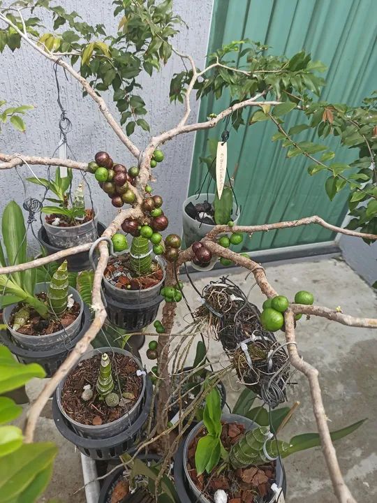 Jabuticabeira produzindo - Foto 3