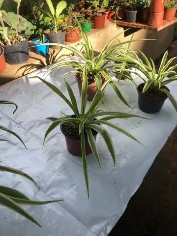 Clorifito - Foto 3