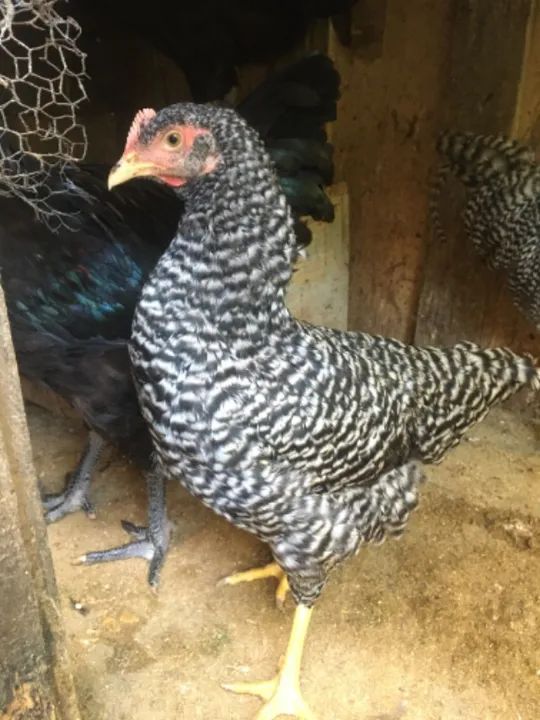 Vendo 4 galinhas e 3 galos em leva pintinhos grátis  - Foto 4