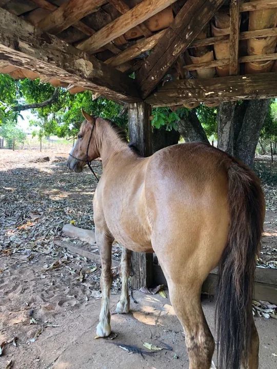 Cavalos e éguas  - Foto 2