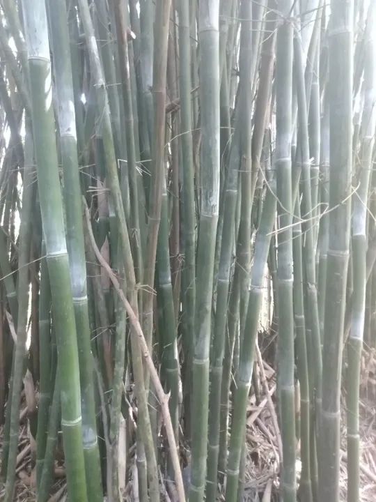 Bambu e caniço - Foto 5
