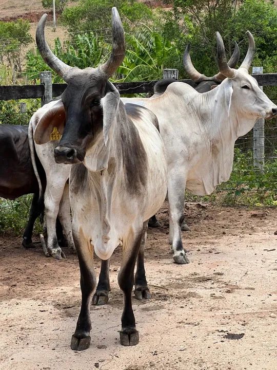 Venda ou troca 2 matrizes GUZERA top - Foto 4