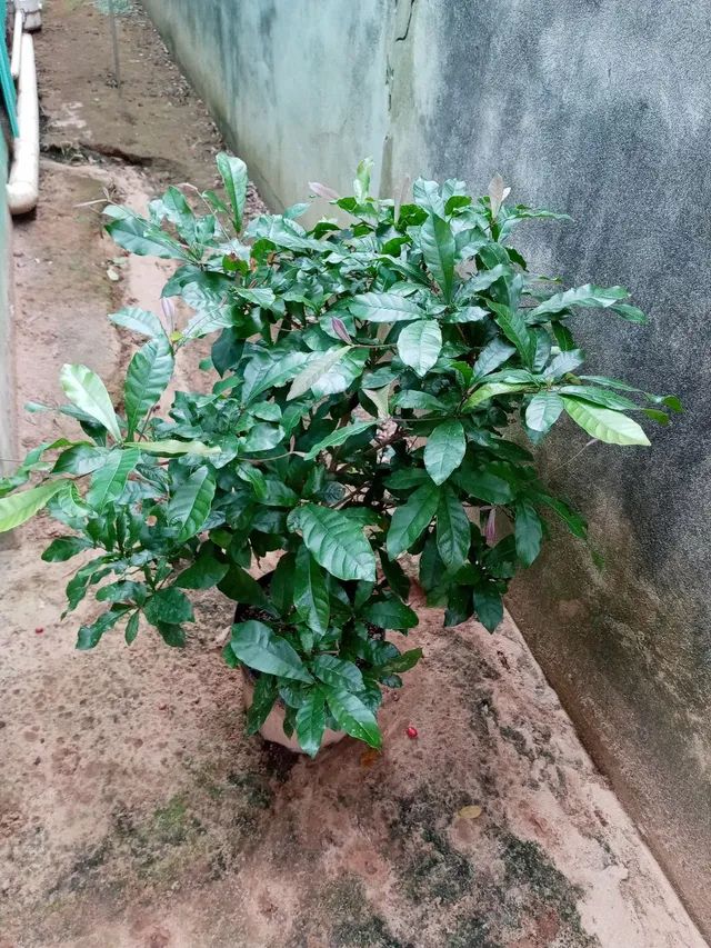 Fruta do milagre - Foto 5