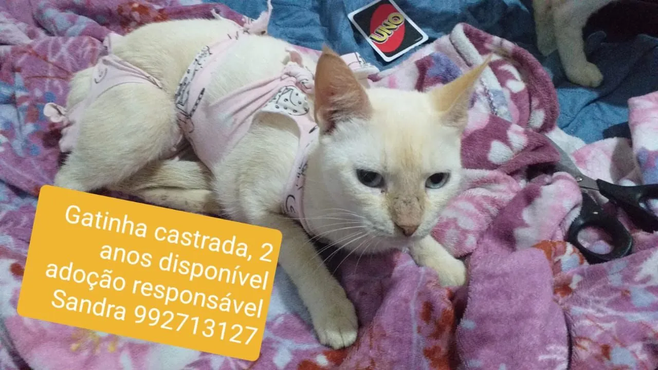 Gatinha castrada para adoção responsável