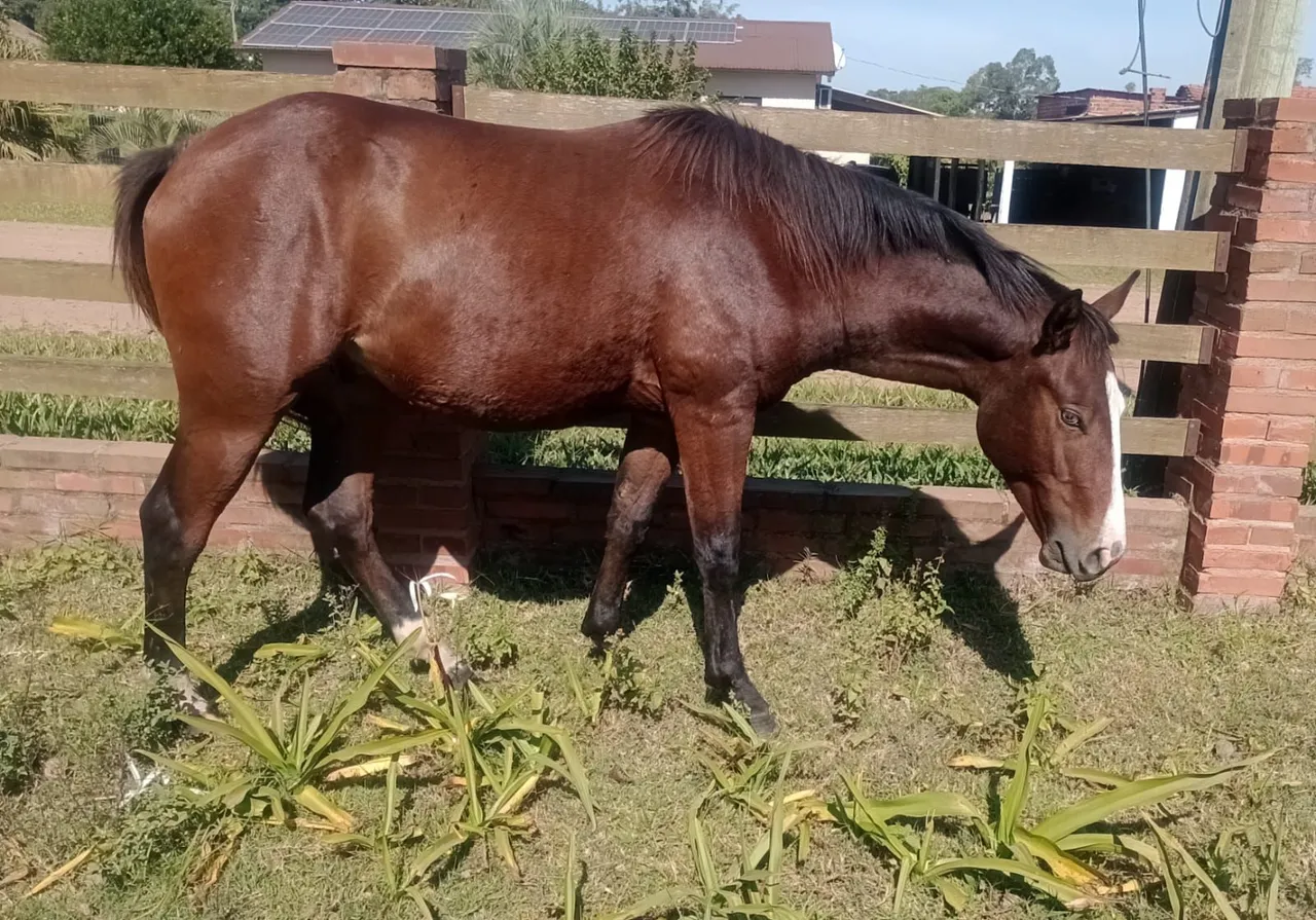 Vendo Cavalos Quarto de Milha