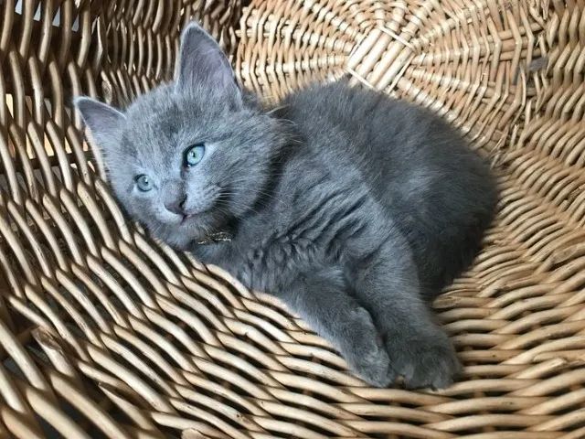 Nebelung Filhote na Cor Cinza - Foto 2