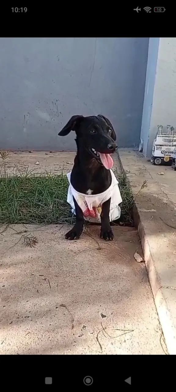 Cãozinho Adorável para Adoção