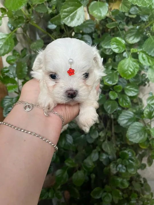Fêmea de maltês baby face micro!! $2.300,00 - Foto 2