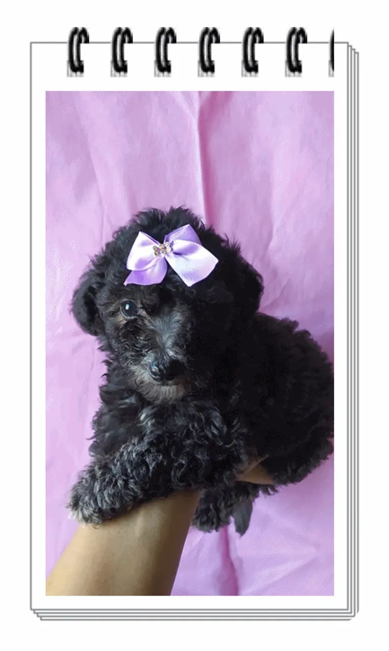 Poodles - perfeitos para apartamento, muito amorosos!