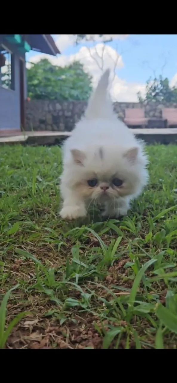Gatinho Persa Branco Fêmea- Filhote Fofo