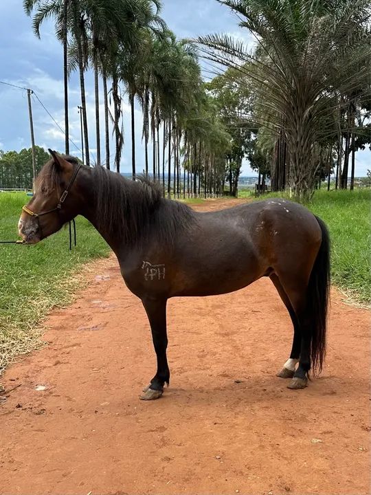 Mini pônei - Foto 3