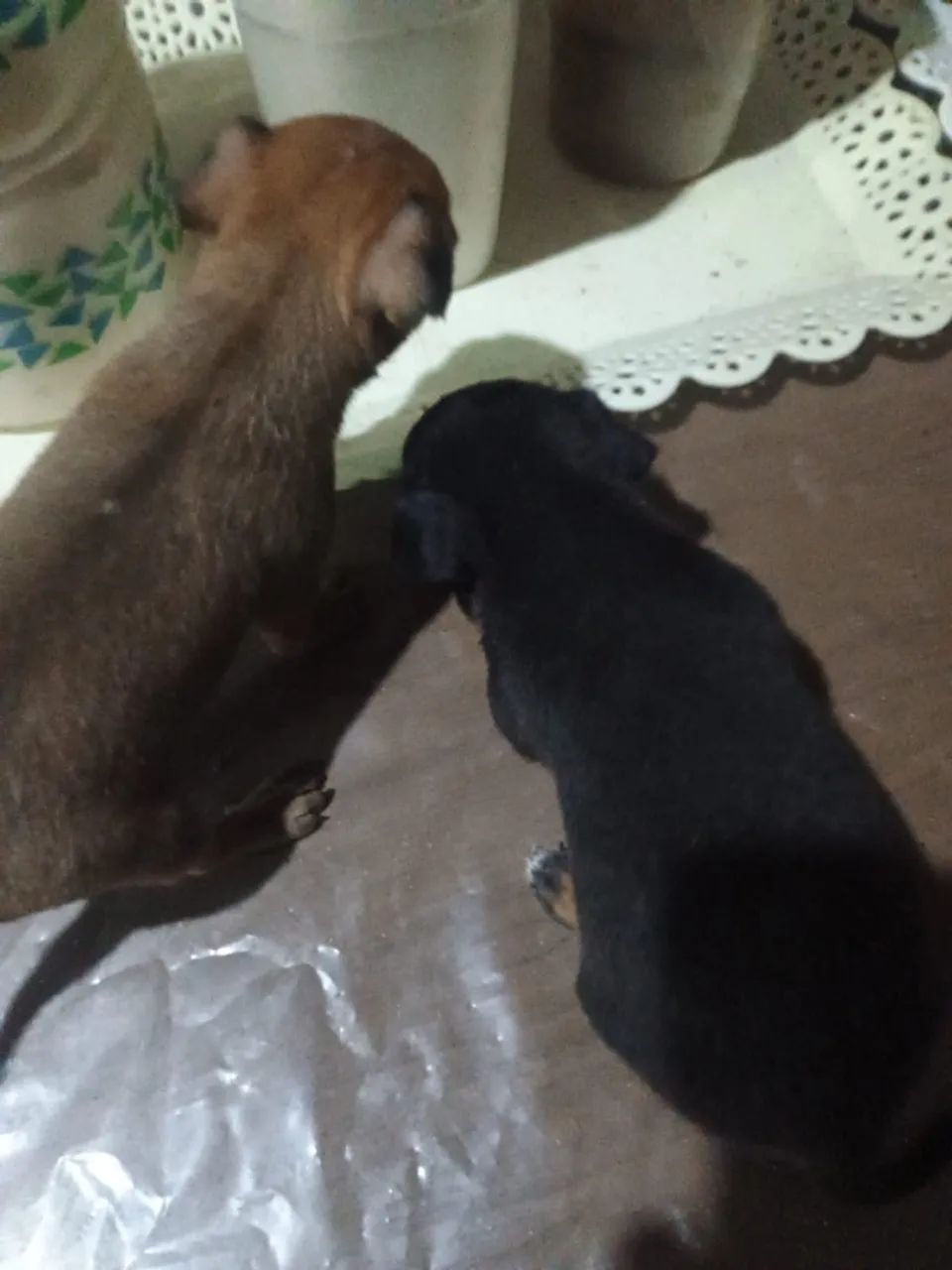 Filhotes de Pinscher 2 fêmea - Foto 2