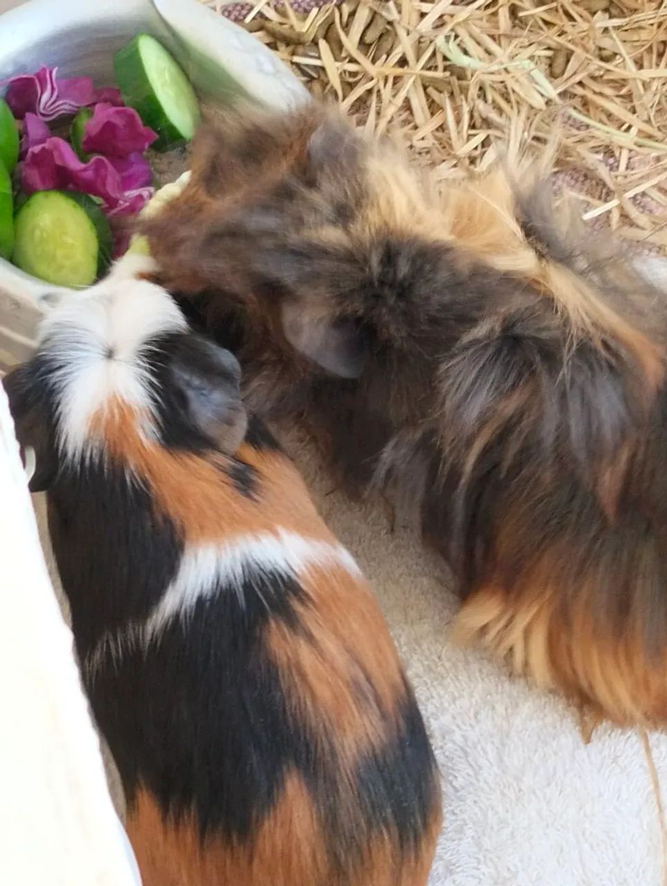 Lindos filhotes porquinhos da Índia para vendas