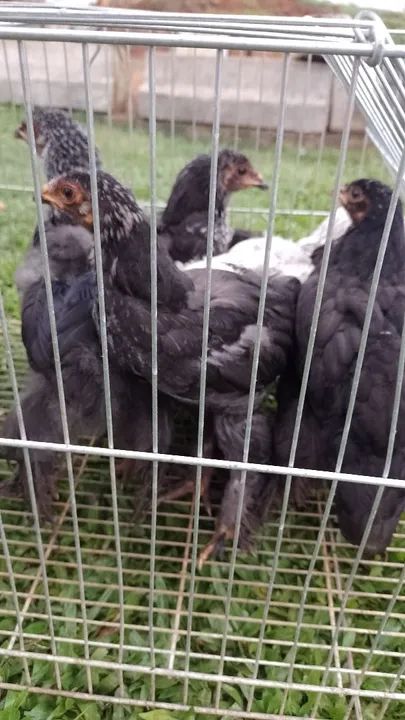 Franguinhos raça Brahma  - Foto 3