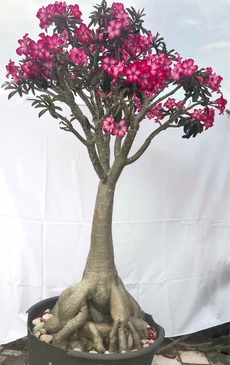 rosa do deserto Adenium obesum - Bonsai de flores PREÇO A COMBINAR 