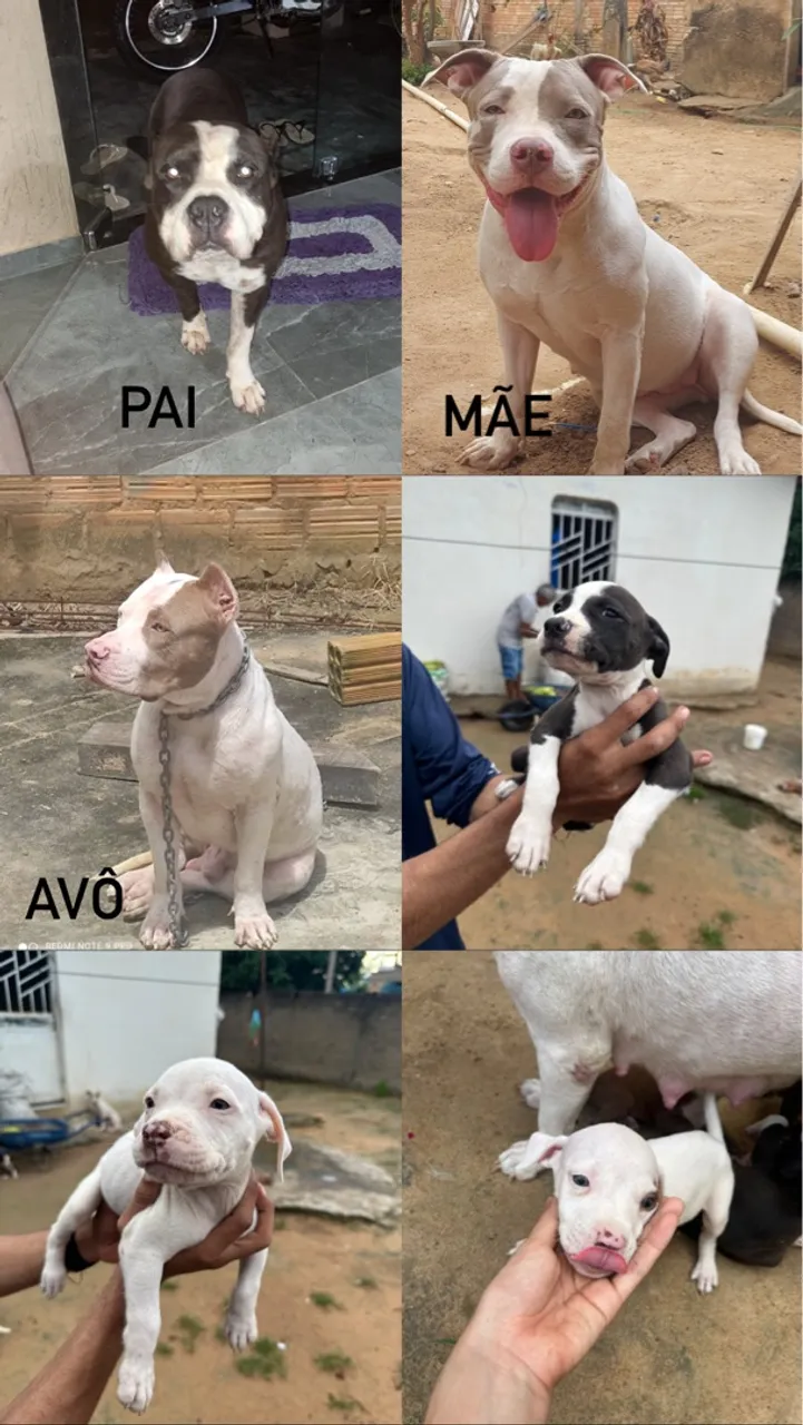 Filhotes de Pitbull com pedigree