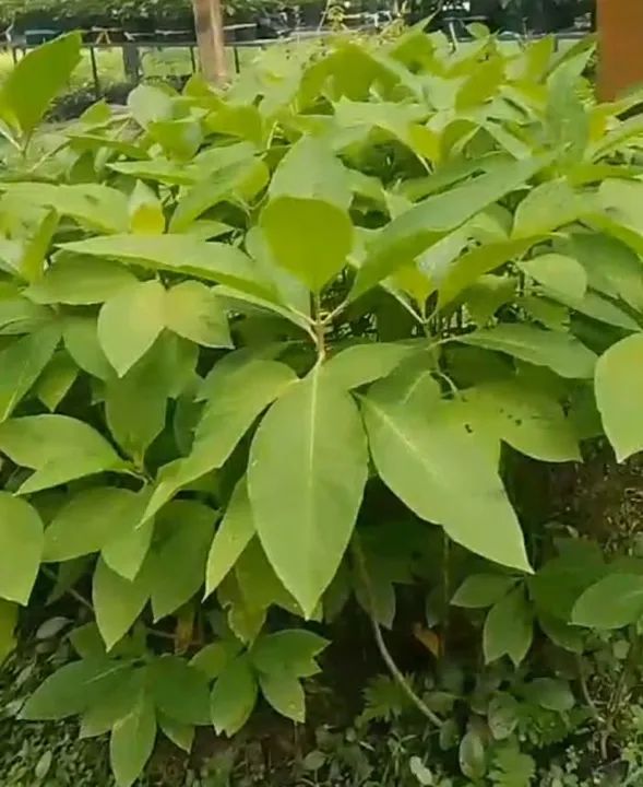 Mudas diversas leia no anúncio  - Foto 2