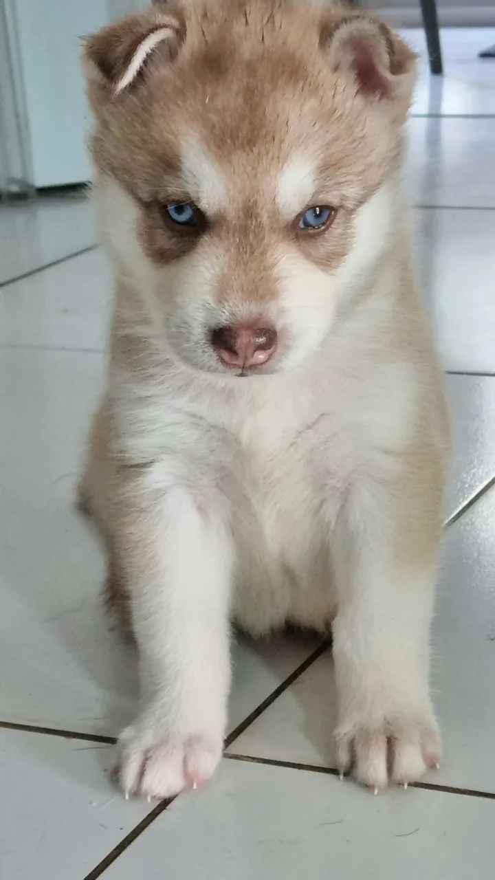 Husky Siberiano 