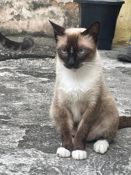 Gata fêmea castrada para adoção  - Foto 5