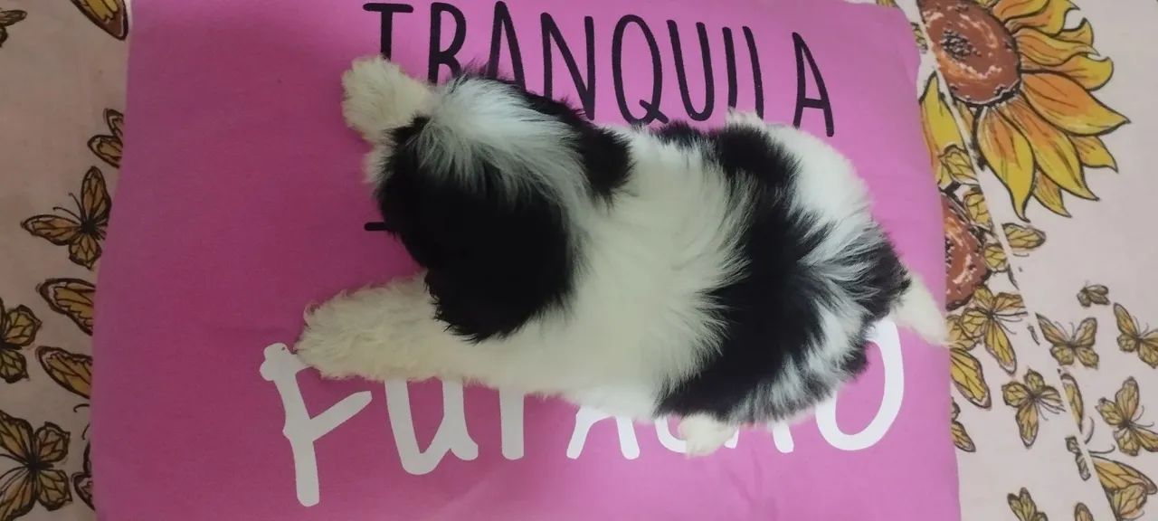 Filhote Shih Tzu  - Foto 3