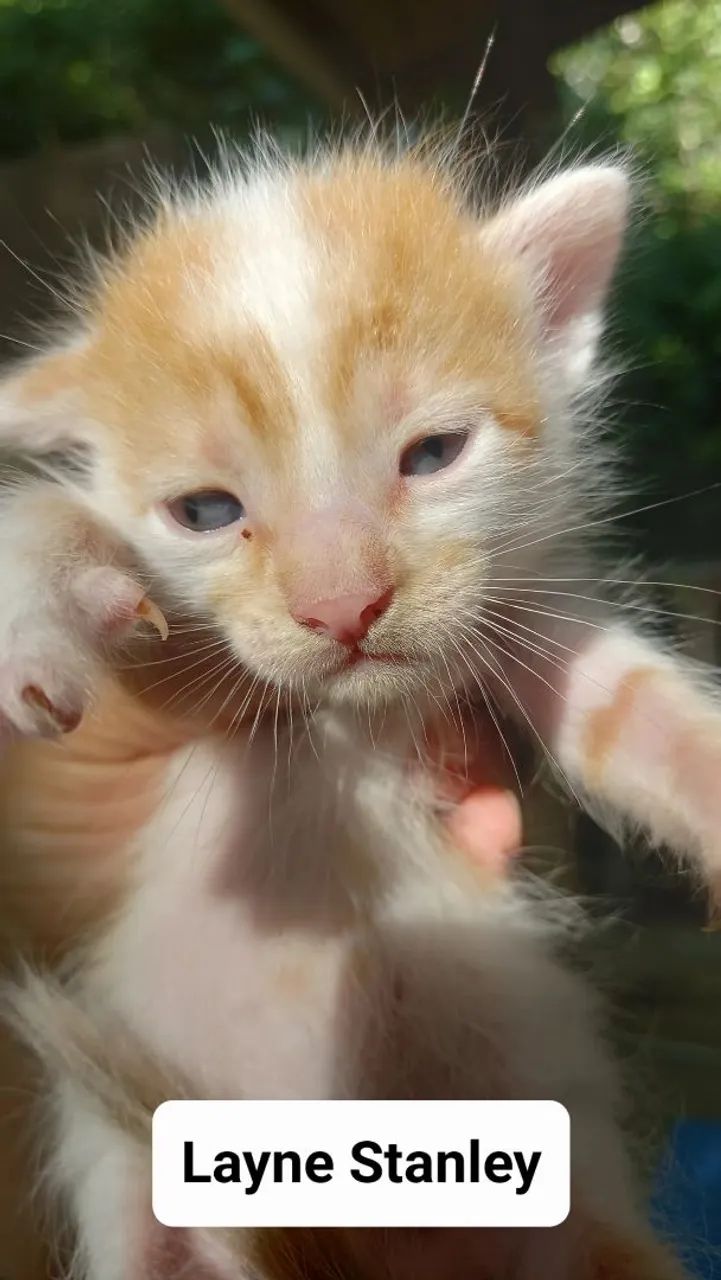Gatinho Branco e Preto - Adote Já! - Foto 2