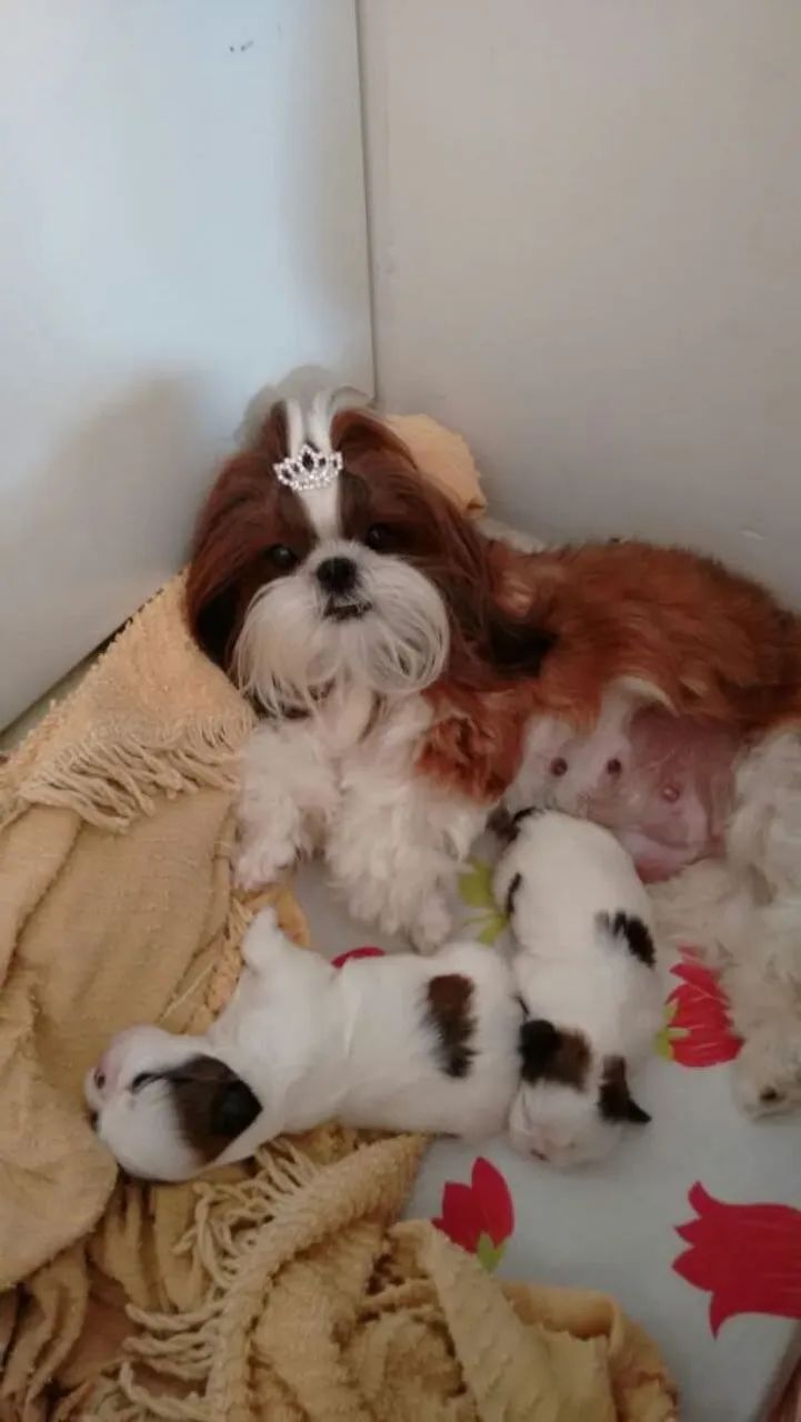 Doação Shih Tzu com Filhotes