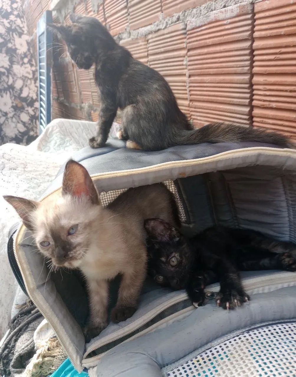 Gatinhas para adoção! Com 3 meses de vida, todas fêmeas. - Foto 4