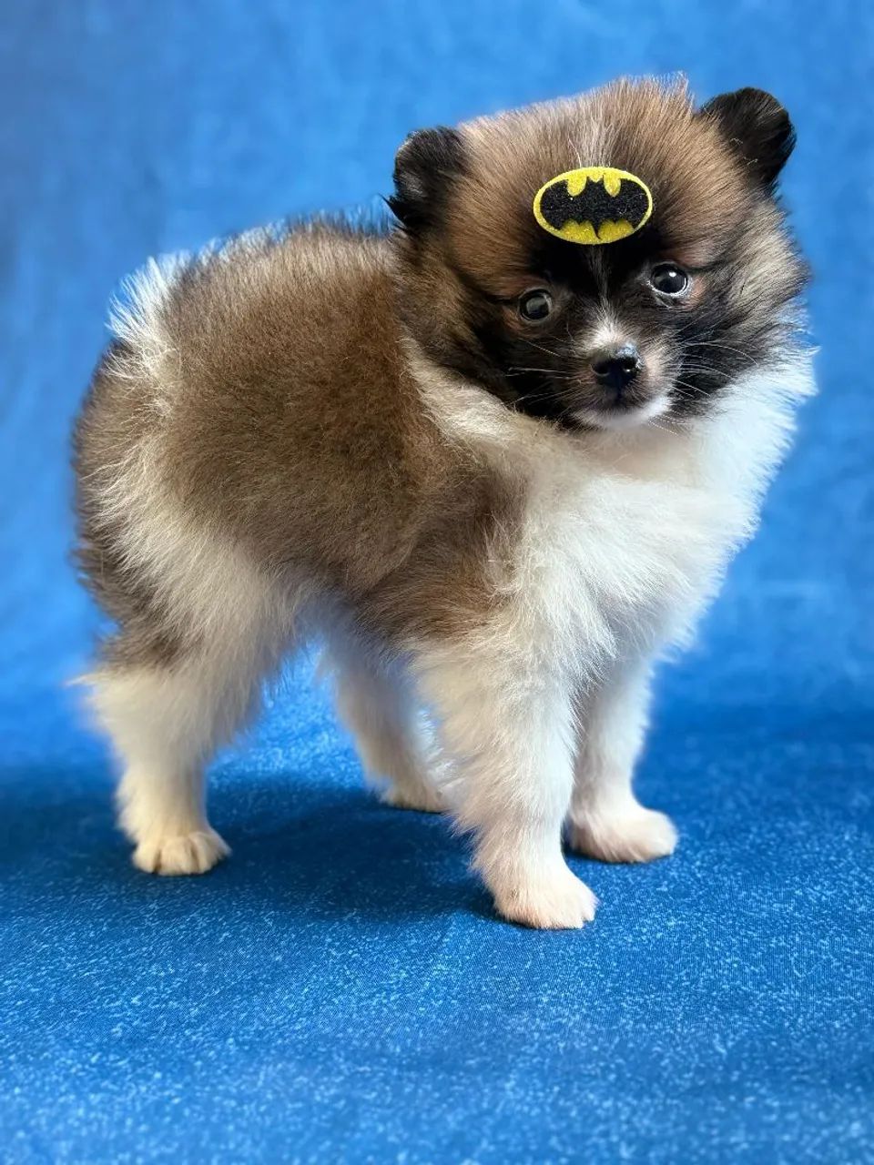 Spitz alemão (lulu da pomerania) - Foto 2