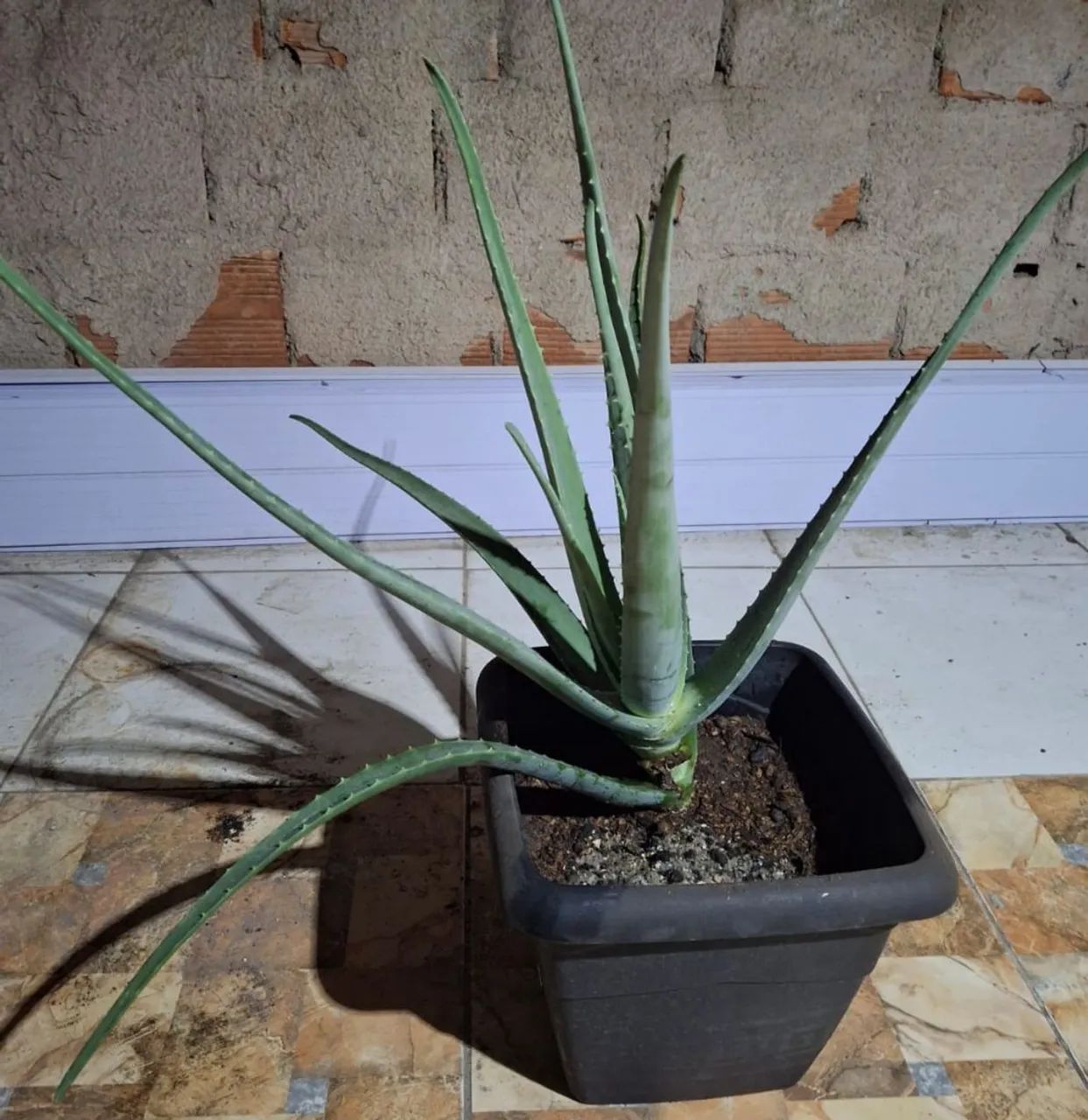 Babosa  gigante - Aloe Vera