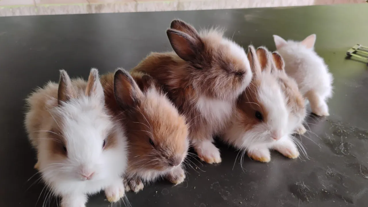 Coelhinhos fofinhos, mini de várias raças