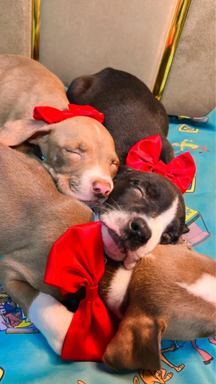 Filhotes de Pitbull fofinhos e prontos para amar!