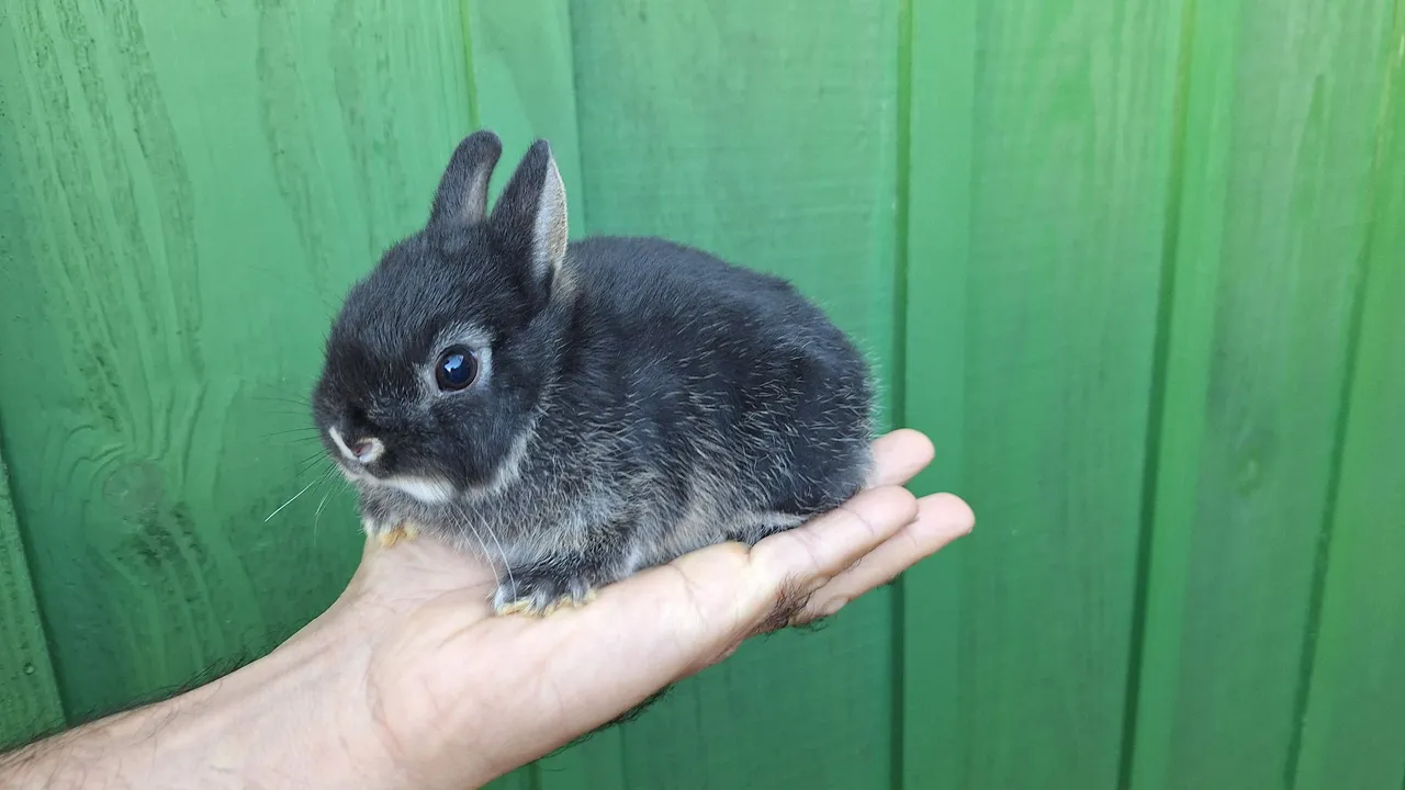 mini coelho (coelho anão)