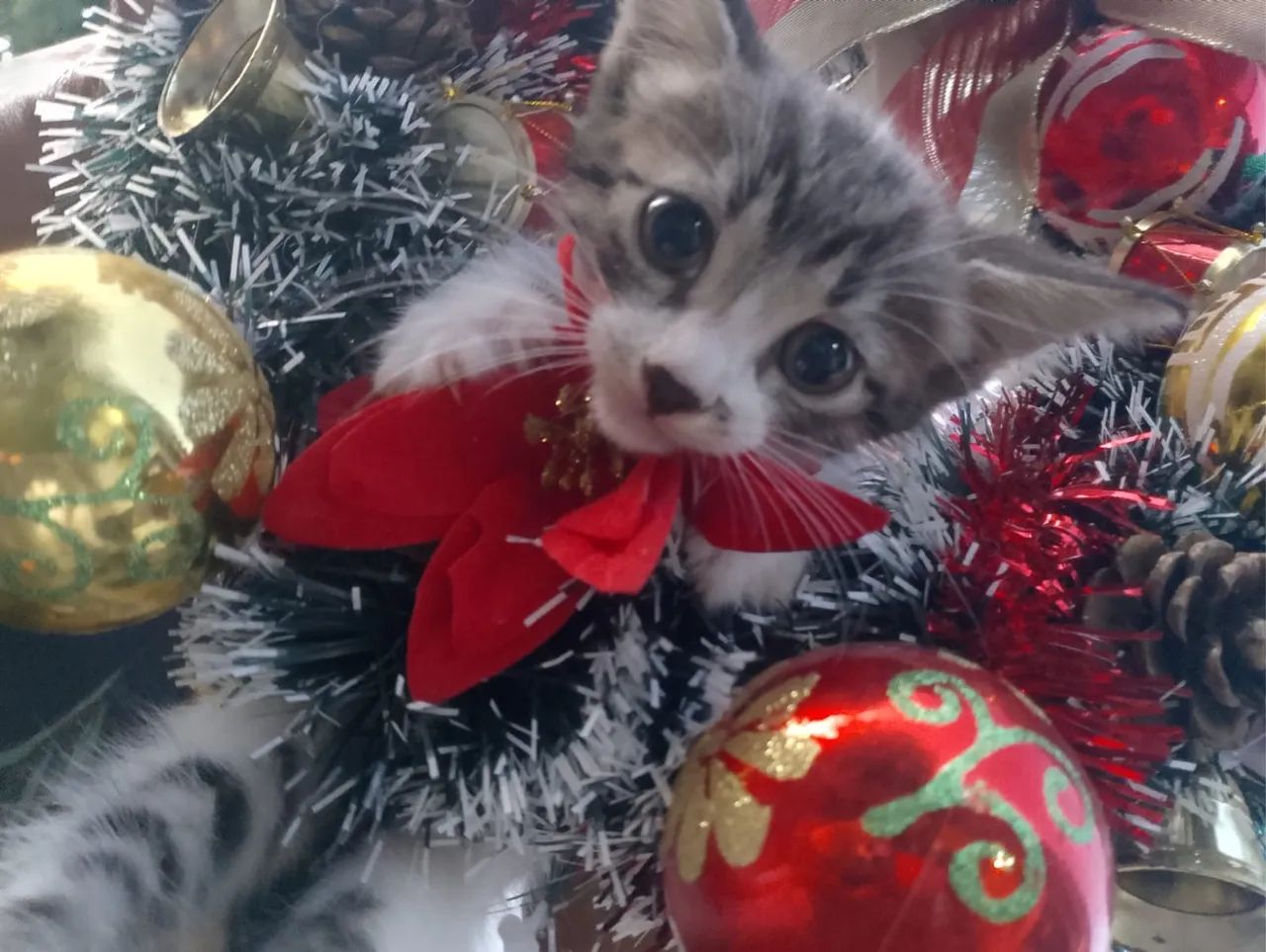 Gatinhos para adoção  - Foto 2