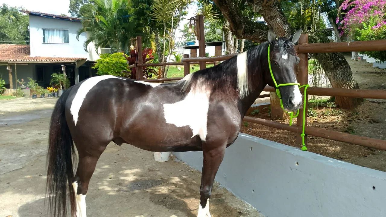 Cavalo de Hipismo  - Foto 3