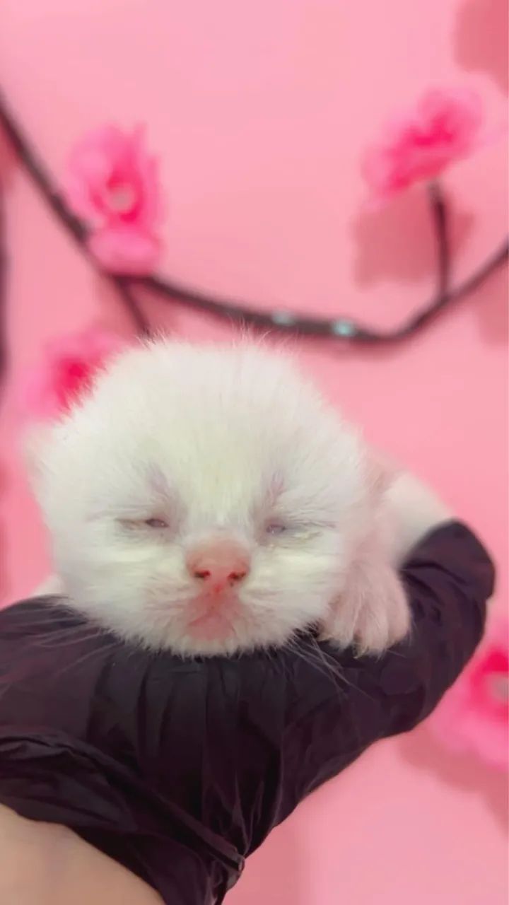 Gatinha branca persa fêmea.