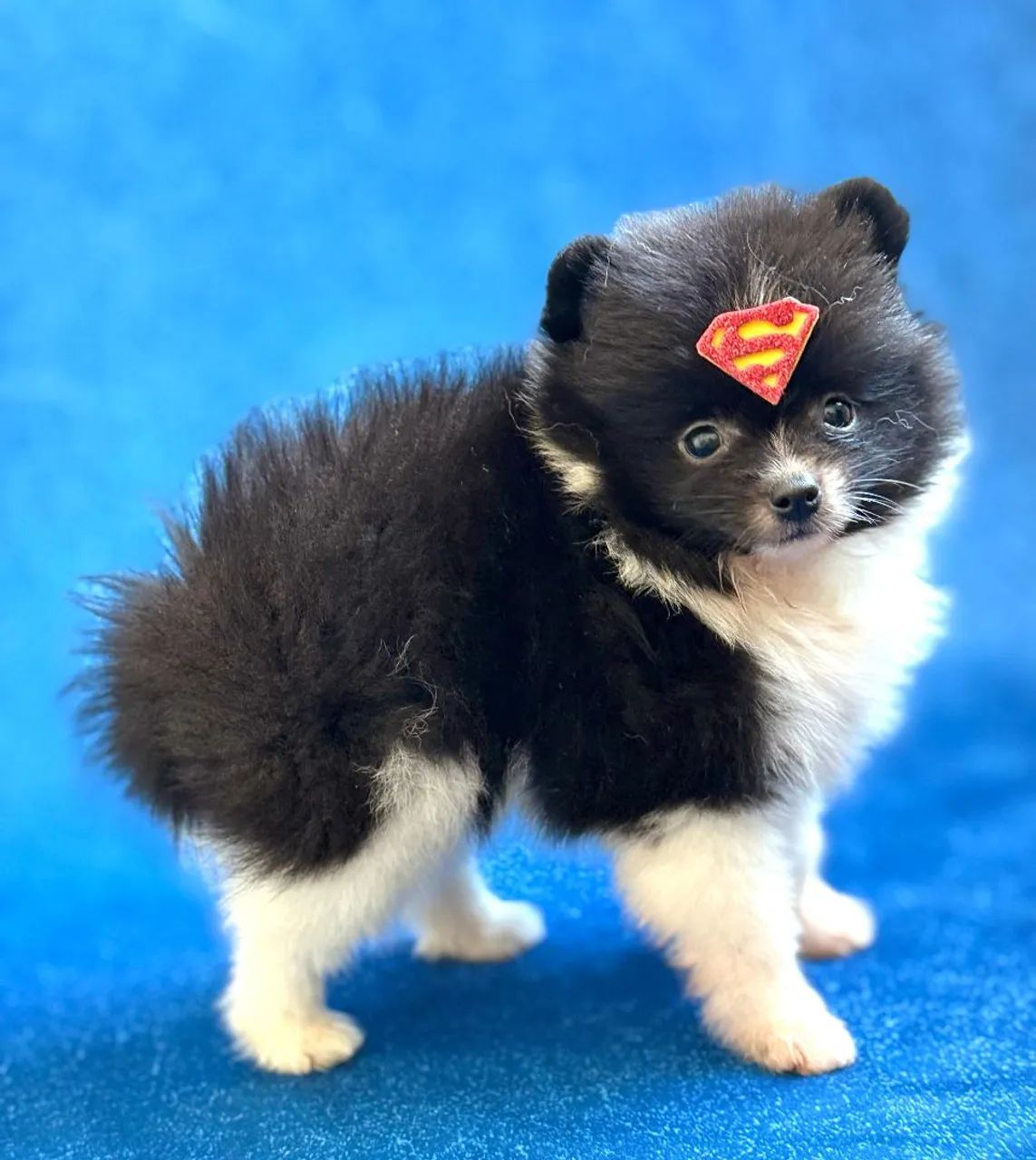 Spitz alemão (lulu da pomerania) - Foto 3
