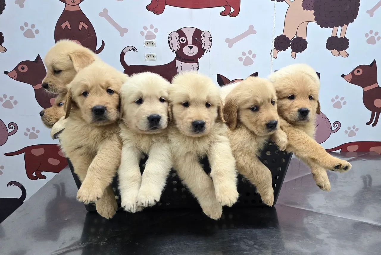LINDOS FILHOTES GOLDEN RETRIEVER- Pais Saudáveis, Vacinados e Super Dóceis! - Foto 2
