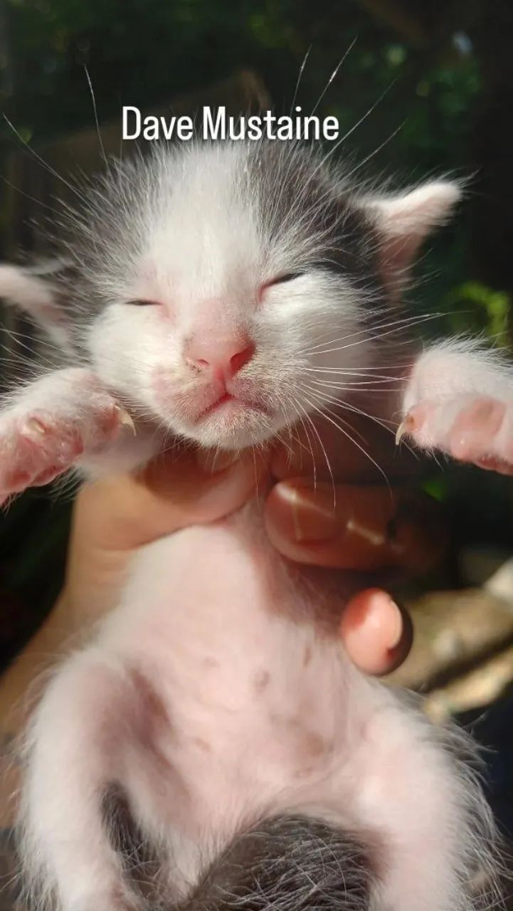 Gatinho Branco e Preto - Adote Já! - Foto 5