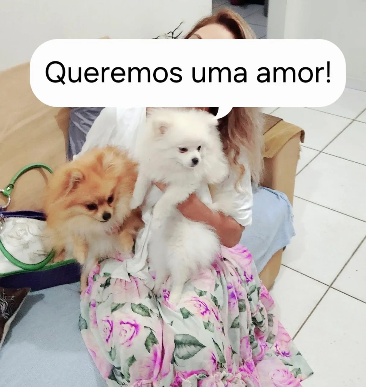 Lulu da Pomerania para cruzar
