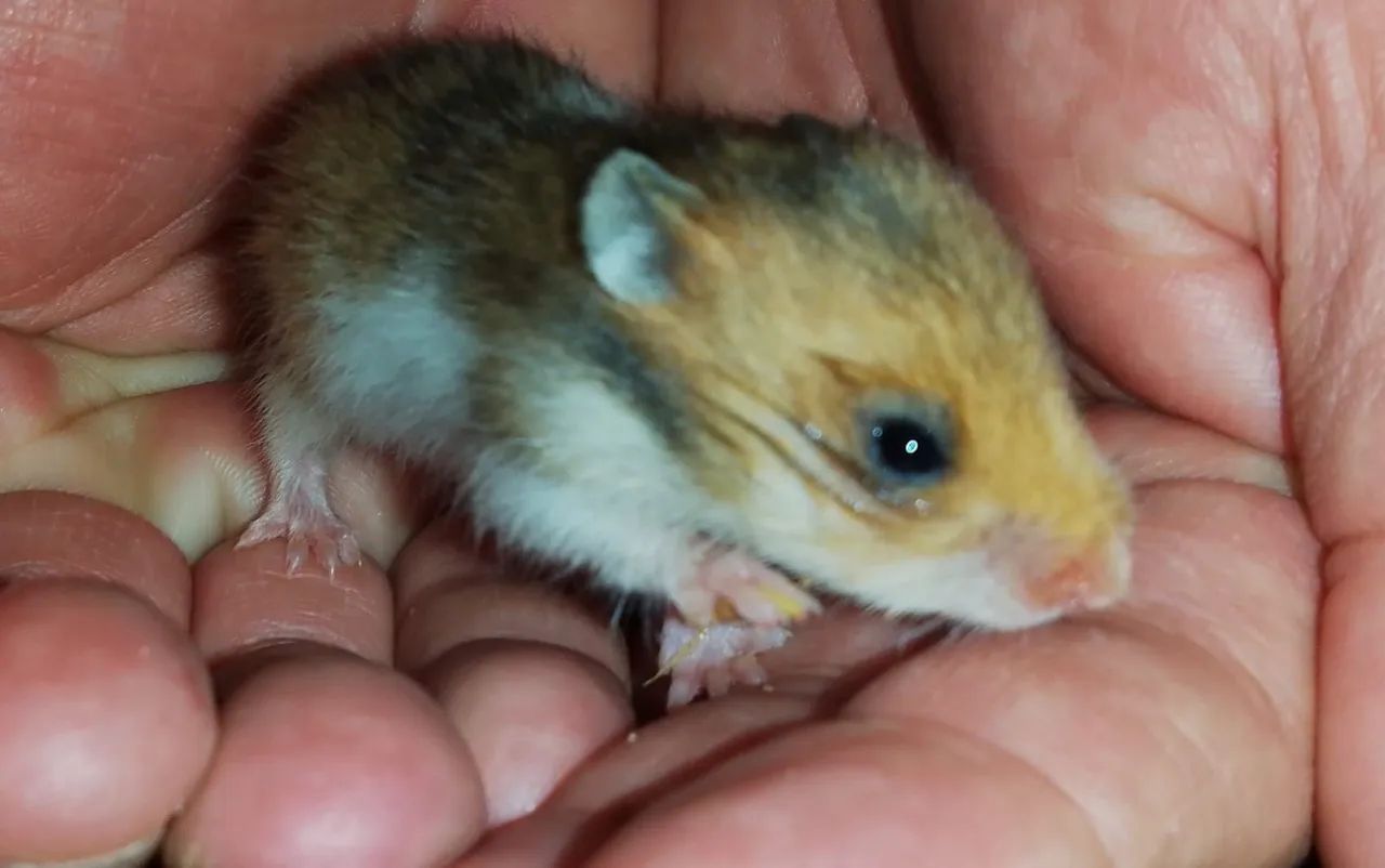 Hamster sirio64842117825538120