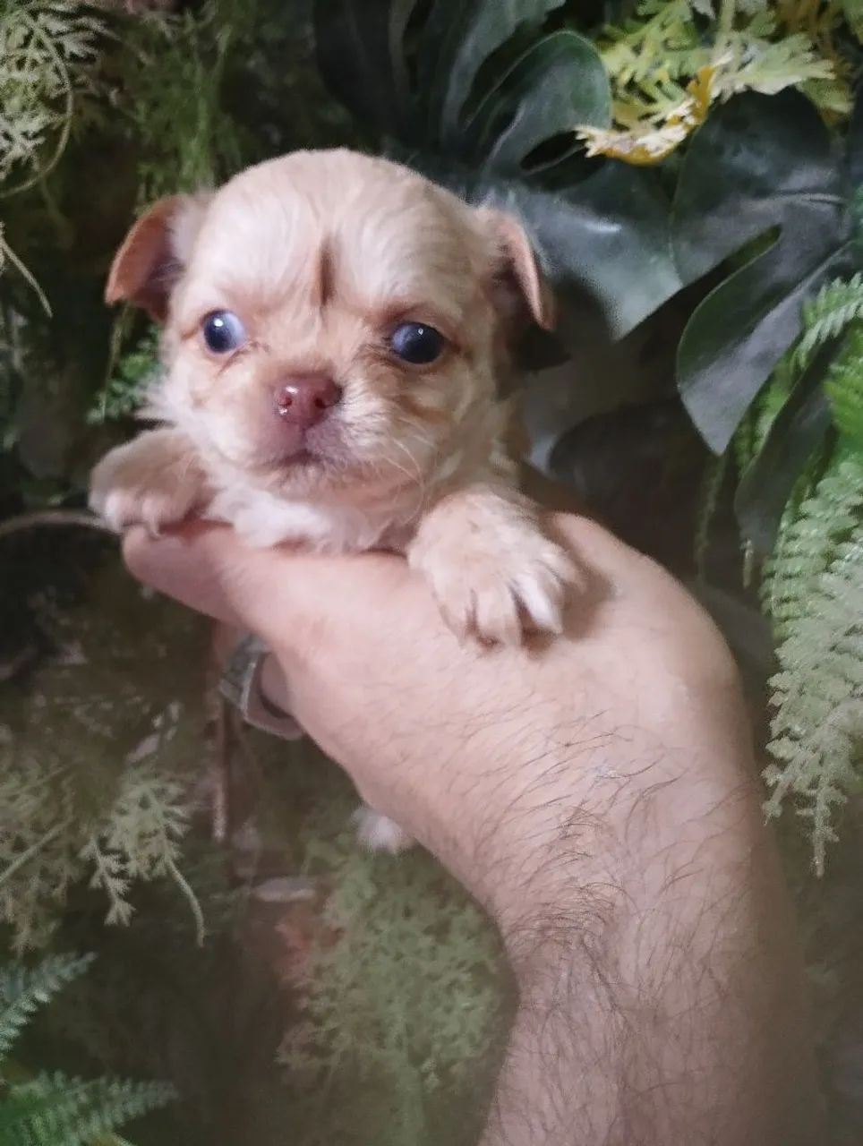 Filhote de Chihuahua - Pelagem Clara e Olhos Azuis - Foto 4