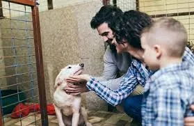 Estou doando vários cachorros e gatos castrados e lindos