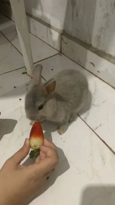 Coelhinho netherland dwaft